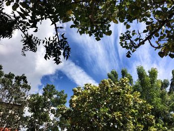 Low angle view of trees against sky