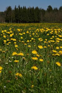 Yellow flowers growing on field