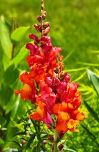 Close-up of red flowers