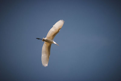 Low angle view of seagull flying in sky