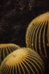 Close-up of cactus plant