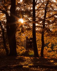 Sunlight streaming through trees in forest during autumn