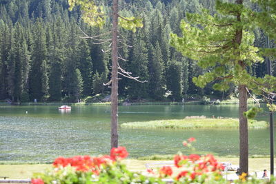 Scenic view of lake by trees in forest