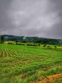 Scenic view of agricultural field against sky