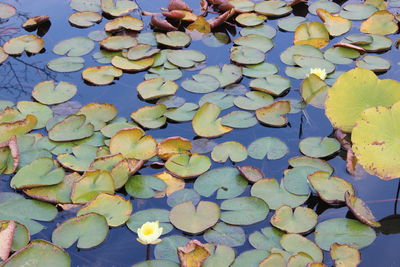 Water lily in pond