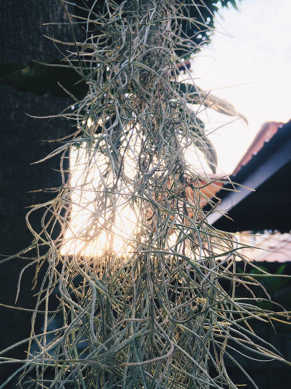 CLOSE-UP OF DRY PLANT AGAINST TREE