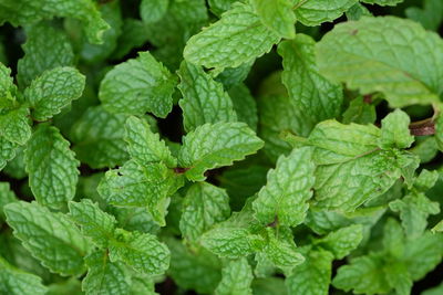 Full frame shot of green plants