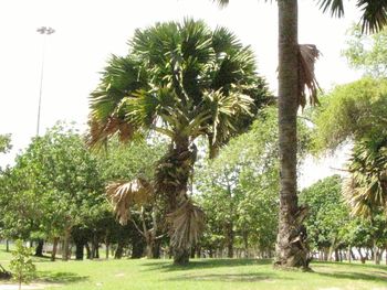 View of palm trees against sky