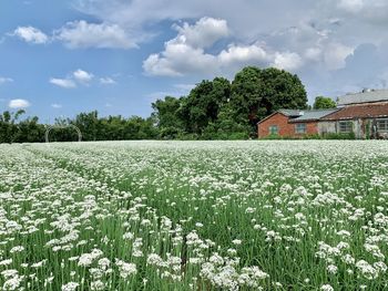 Scenic view of flowering plants on field against sky