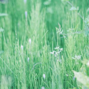 Plants growing on field