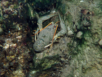 Close-up of insect on sea shore