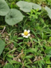 High angle view of white flowering plant