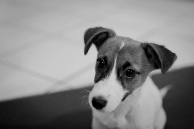 Close-up portrait of dog