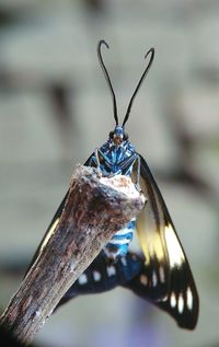 Close-up of butterfly on tree