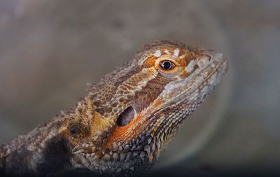 Close-up of a lizard