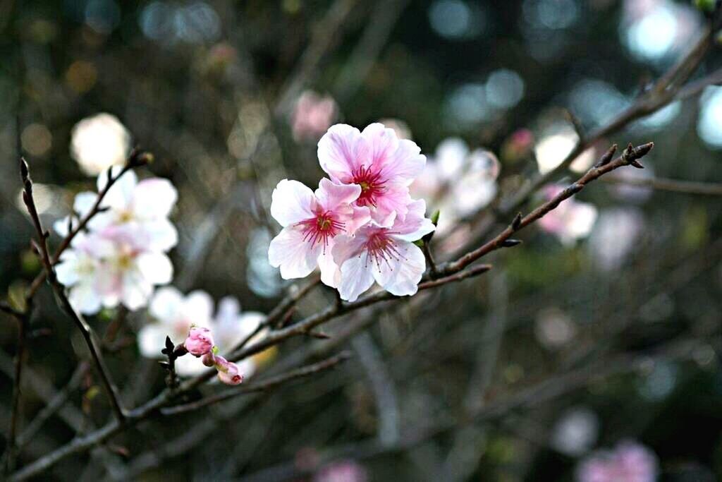 flower, freshness, fragility, growth, beauty in nature, petal, pink color, close-up, focus on foreground, springtime, branch, nature, flower head, in bloom, cherry blossom, blossom, cherry tree, day, botany, growing, blooming, no people