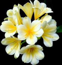 Close-up of yellow flowers blooming against black background