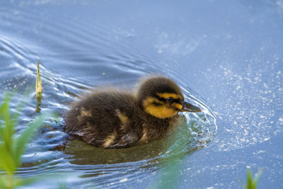 Duck swimming in a lake