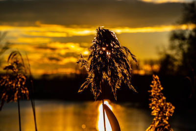 Close-up of plant against lake during sunset