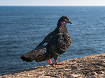 Close-up of bird perching on rock by sea against sky