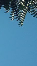 Low angle view of tree against blue sky