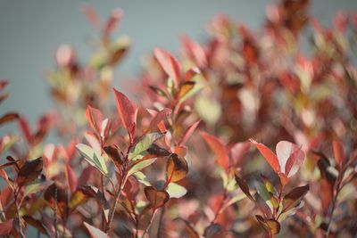 Close-up of pink flowering plant leaves