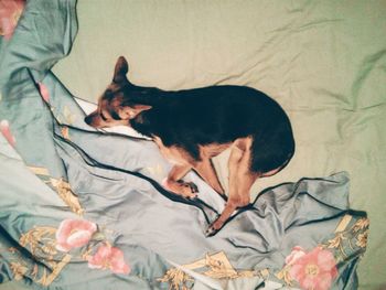 Dog resting on sofa