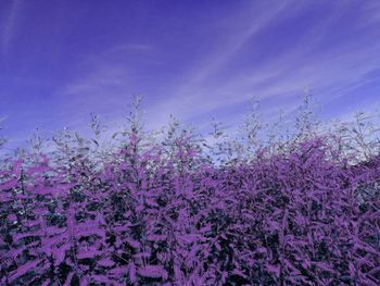 Close-up of pink flowering plants against blue sky