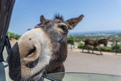 Horse in ranch against sky