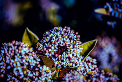 Close-up of flowering plant in park