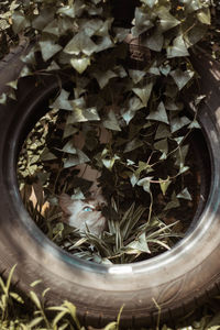 High angle view of leaves in sunlight