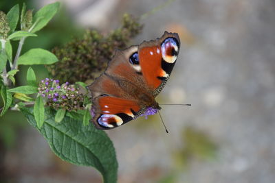 Close-up of butterfly pollinating on flower