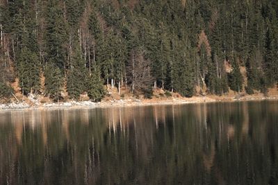 Scenic view of lake in forest