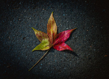 High angle view of maple leaf on road