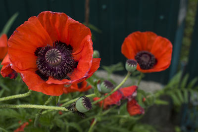 Close-up of orange poppy blooming outdoors