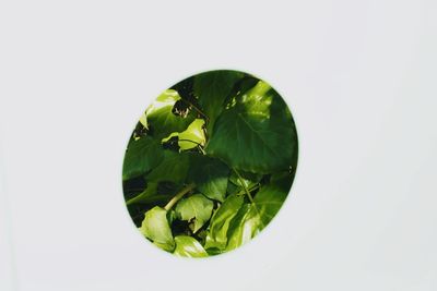 High angle view of green leaves against white background