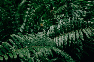 Close-up of fern leaves