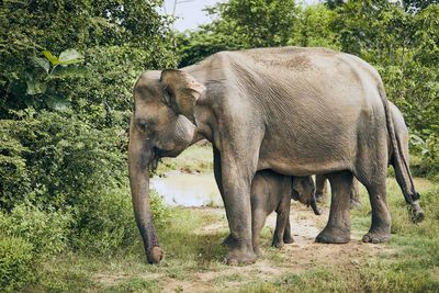 Elephants with calf on grassy field