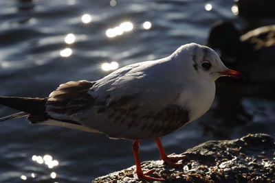 Close-up of seagull perching on rock