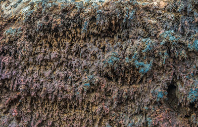 Full frame shot of trees growing on rock