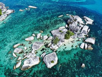 High angle view of fishes swimming in sea