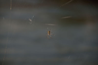 Close-up of spider on web