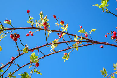 Low angle view of flowering plants against blue sky