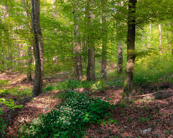 Trees in forest