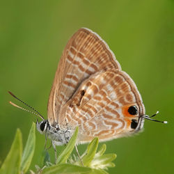 Close-up of butterfly