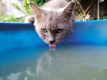 Portrait of cat drinking water