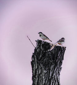 Sparrows perching on tree stump against sky