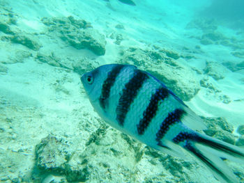 Close-up of fish swimming underwater