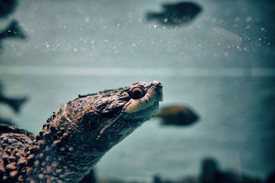 Close-up of tortoise swimming underwater