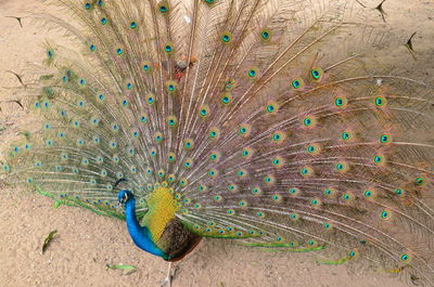 Close-up of peacock